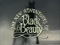 Black Beauty - The Old World