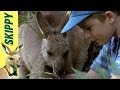 Skippy the Bush Kangaroo - The Orchid